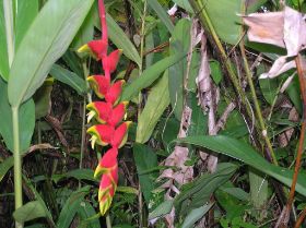 33 Urwald-Blüten.JPG